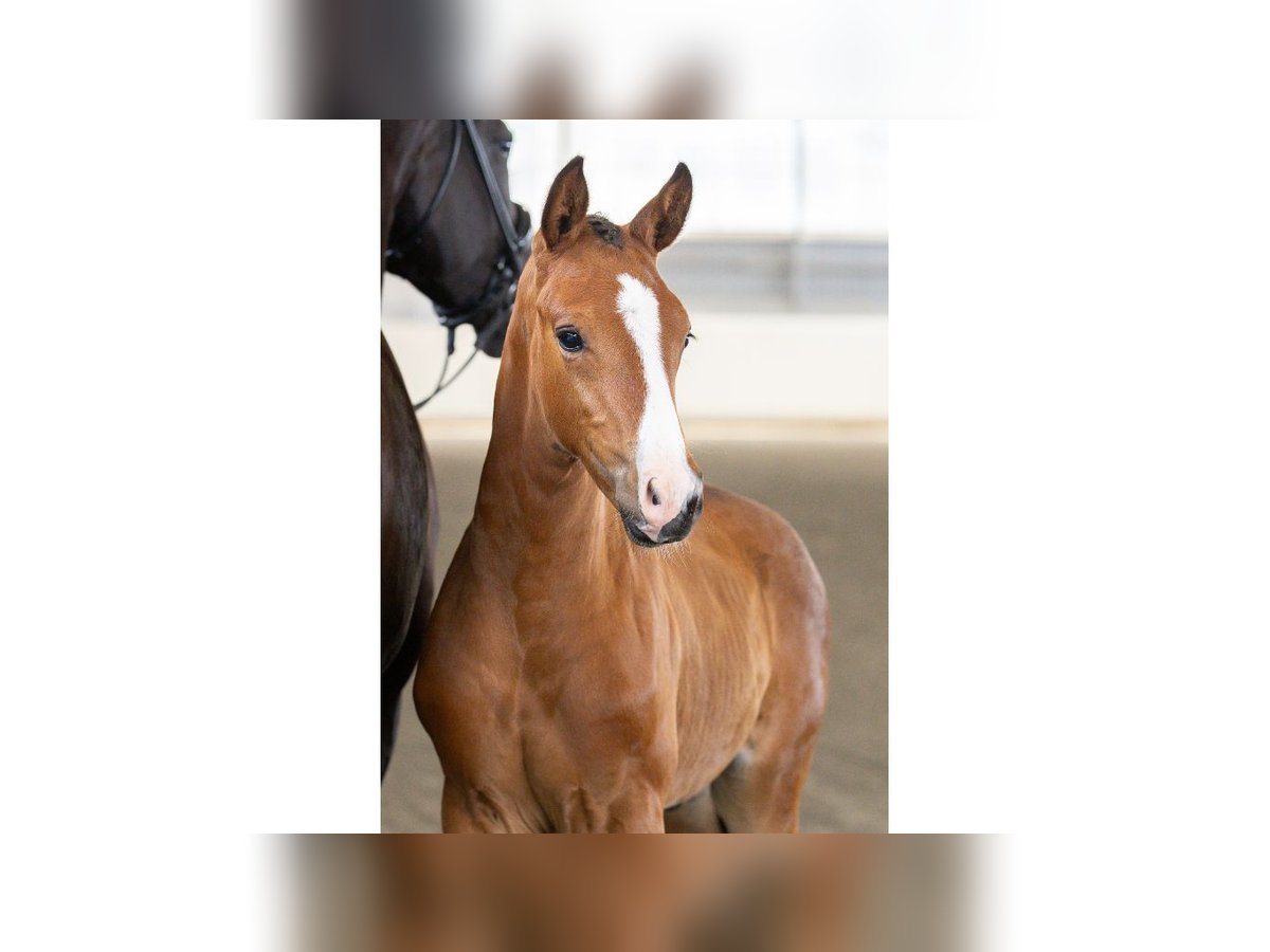 Swedish Warmblood Stallion Foal (06/2025) Brown in Flyinge