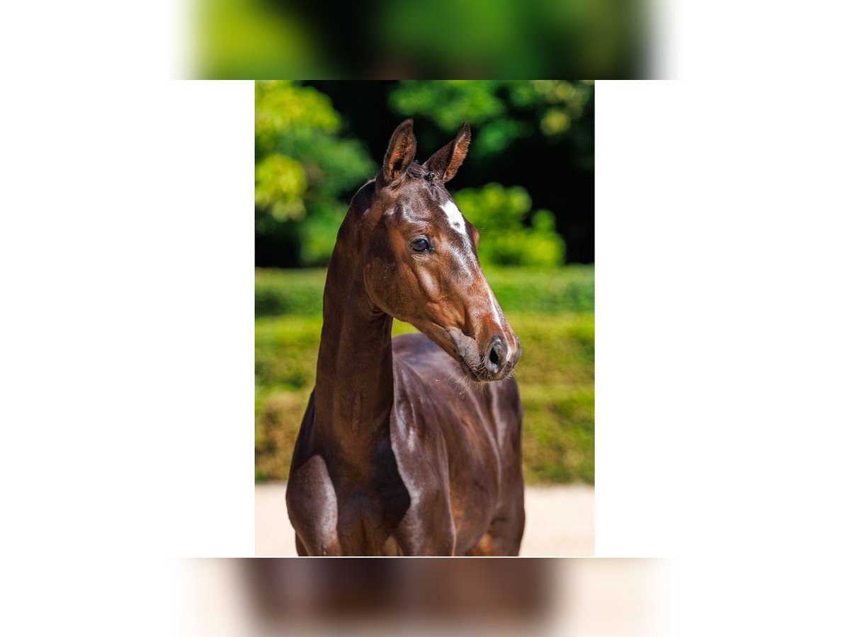 Swedish Warmblood Stallion Foal (05/2025) Brown in Flyinge