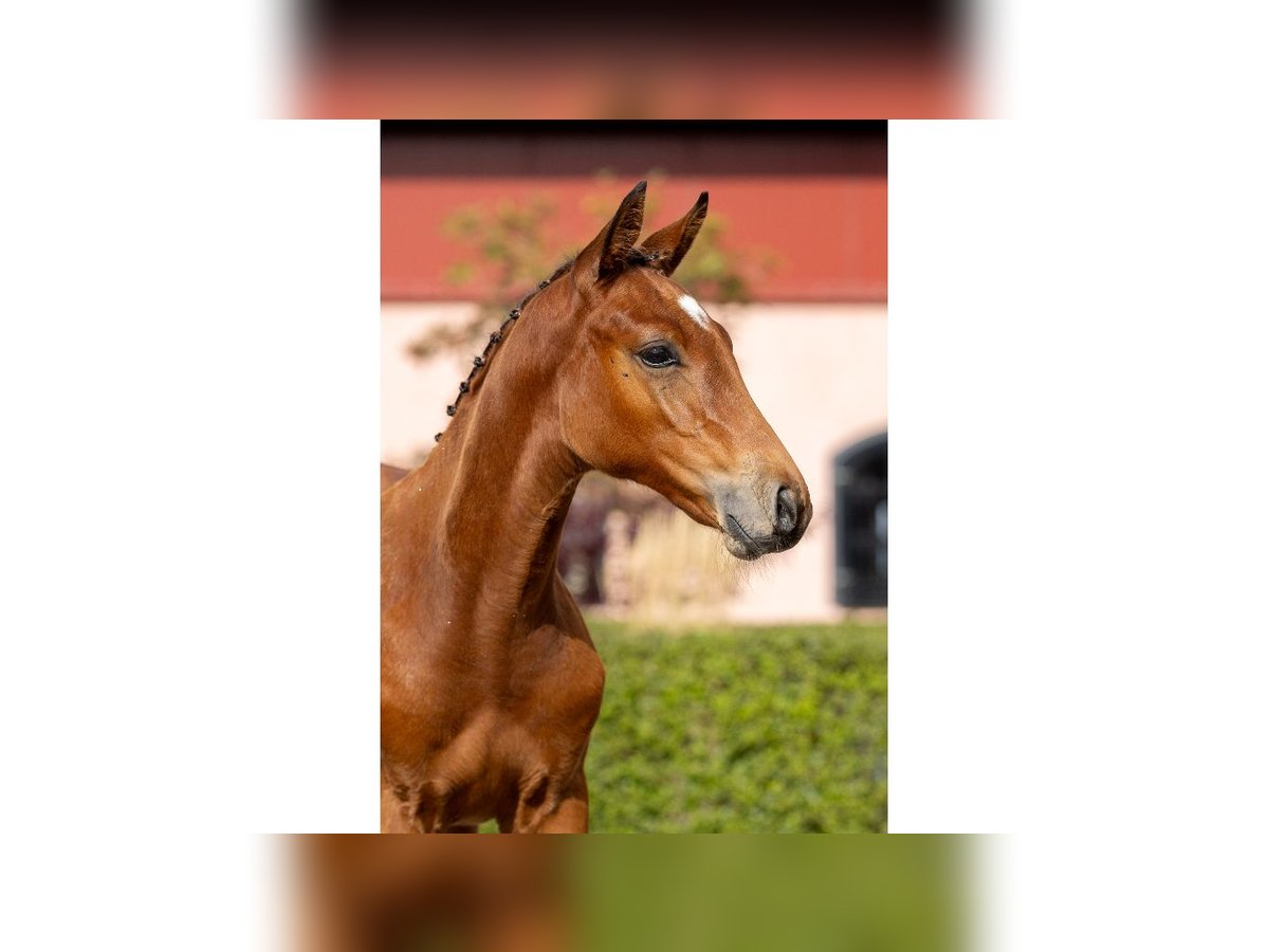 Swedish Warmblood Stallion Foal (05/2025) Brown in Flyinge