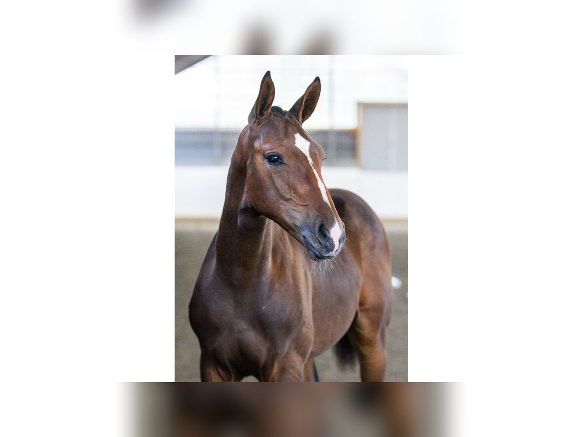 Swedish Warmblood Stallion Foal (04/2025) Brown in Flyinge