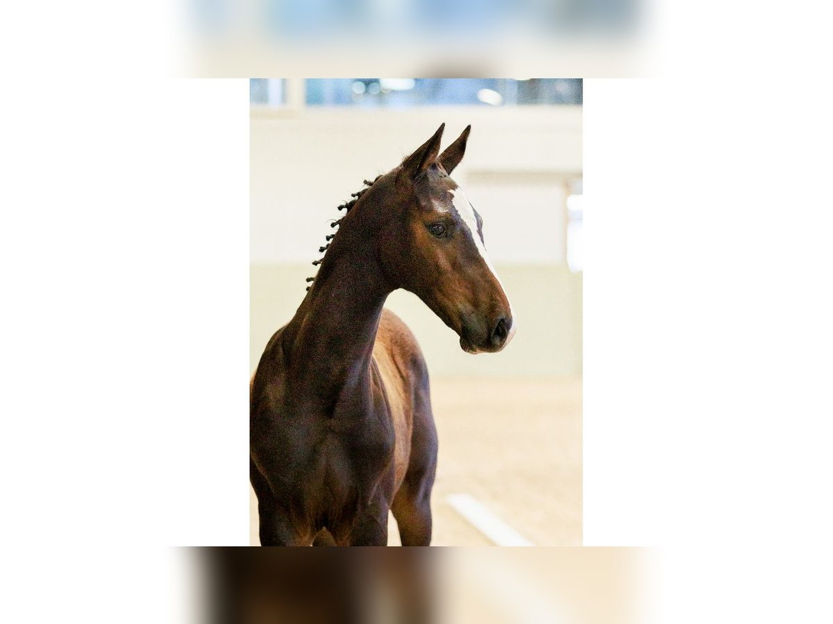Swedish Warmblood Stallion Foal (05/2025) Brown in Flyinge