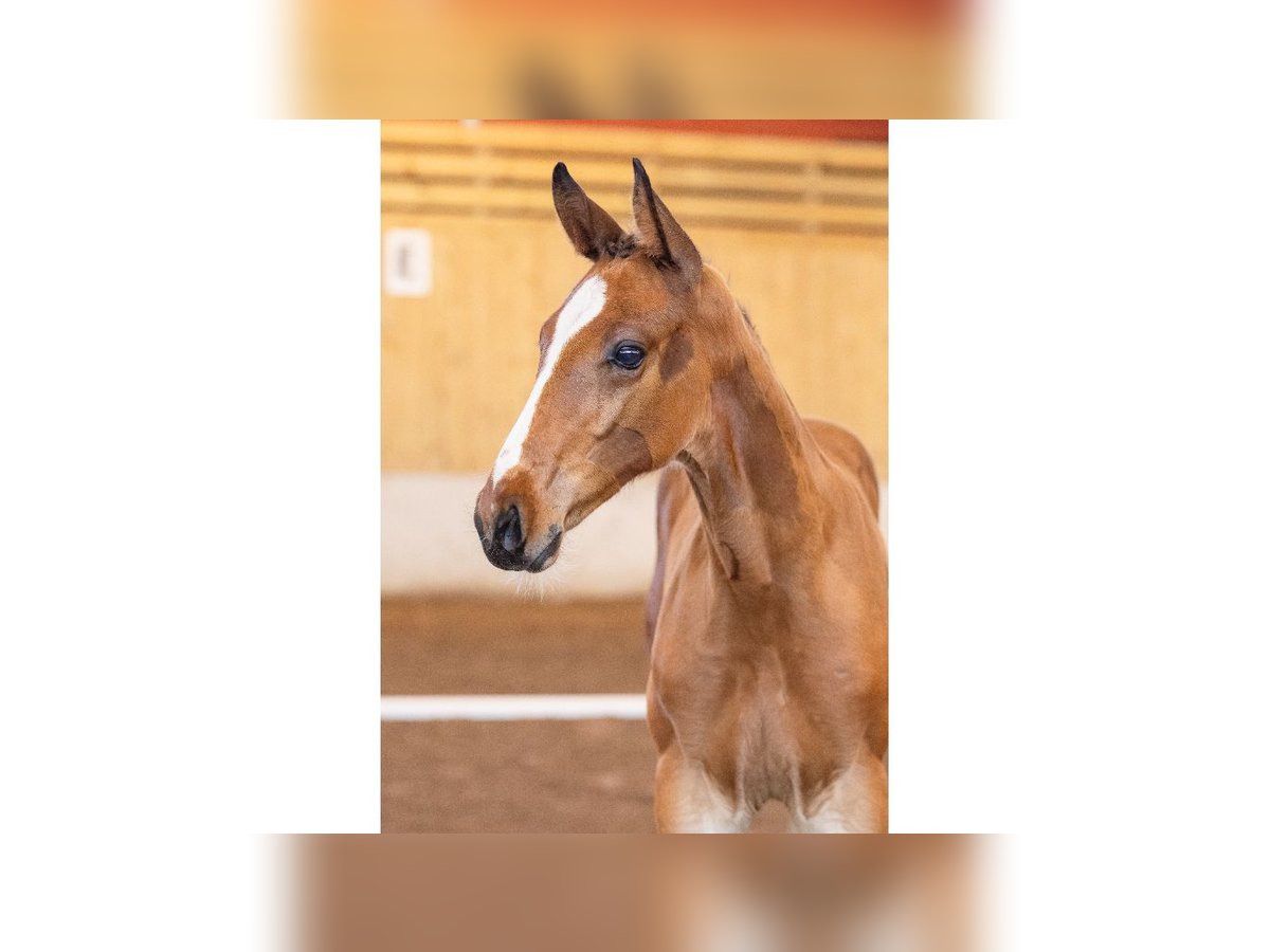 Swedish Warmblood Stallion Foal (05/2025) Brown in Flyinge