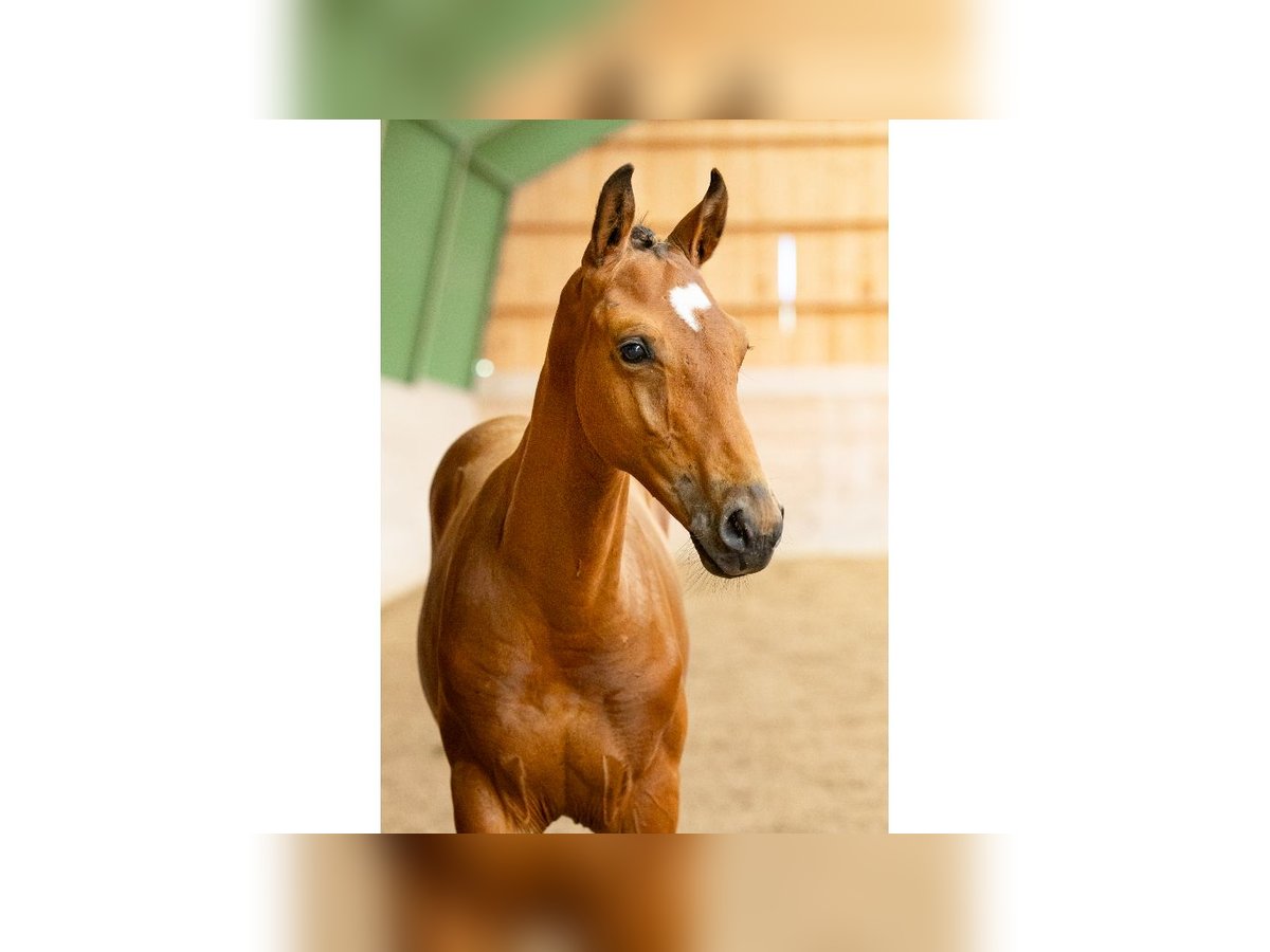 Swedish Warmblood Stallion Foal (04/2025) Brown in Flyinge