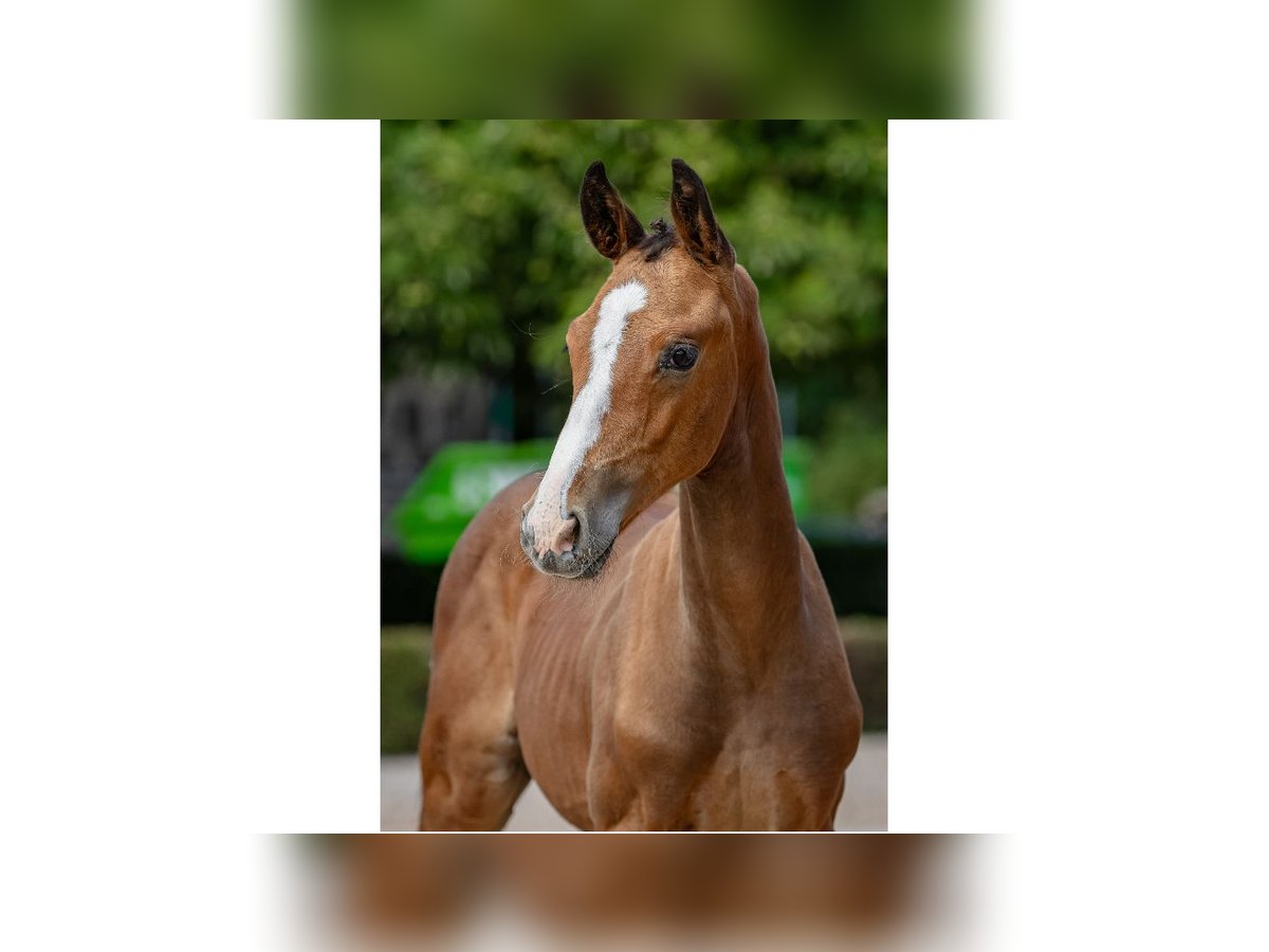Swedish Warmblood Stallion Foal (06/2025) Brown in Flyinge