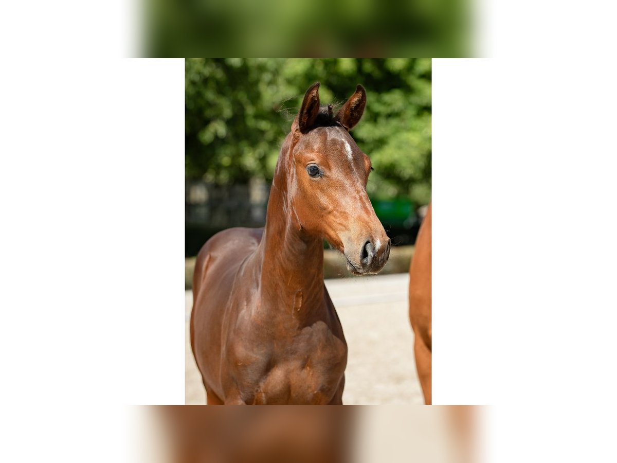 Swedish Warmblood Stallion Foal (04/2025) Brown in Flyinge
