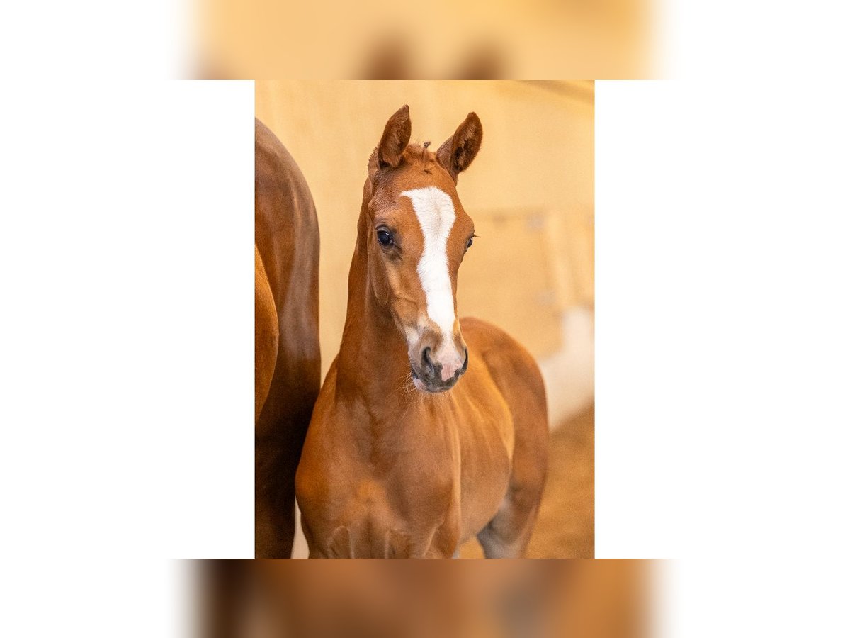 Swedish Warmblood Stallion Foal (07/2025) Chestnut in Flyinge
