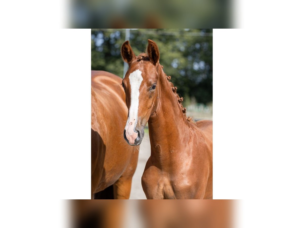 Swedish Warmblood Stallion Foal (04/2025) Chestnut in Flyinge