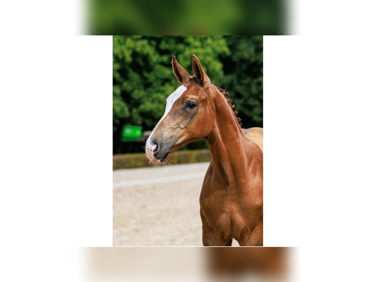 Swedish Warmblood Stallion Foal (04/2025) Chestnut in Flyinge