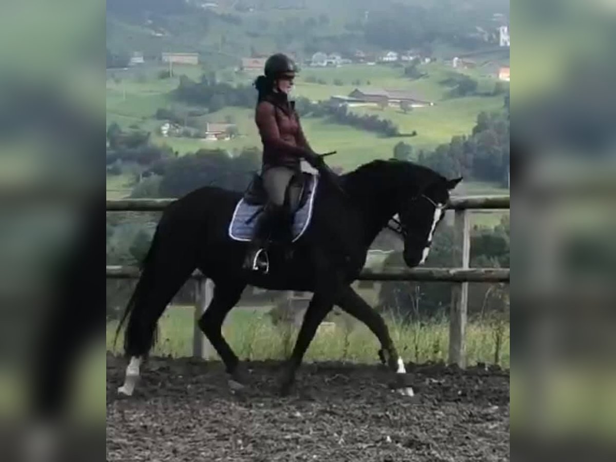 Swiss Warmblood Gelding 10 years 16,1 hh Black in Rigi ScheideggGoldau