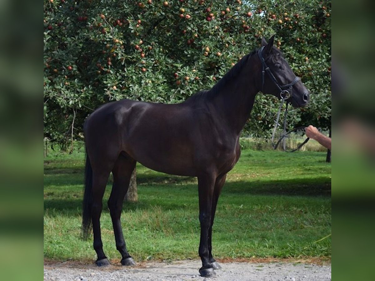 Swiss Warmblood Gelding 10 years 17 hh Black in Hohentannen