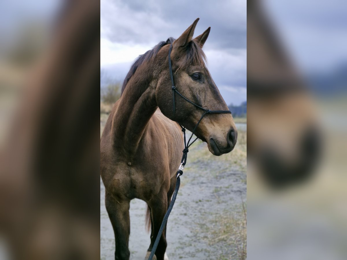Swiss Warmblood Gelding 11 years 16,2 hh Brown in Rankweil