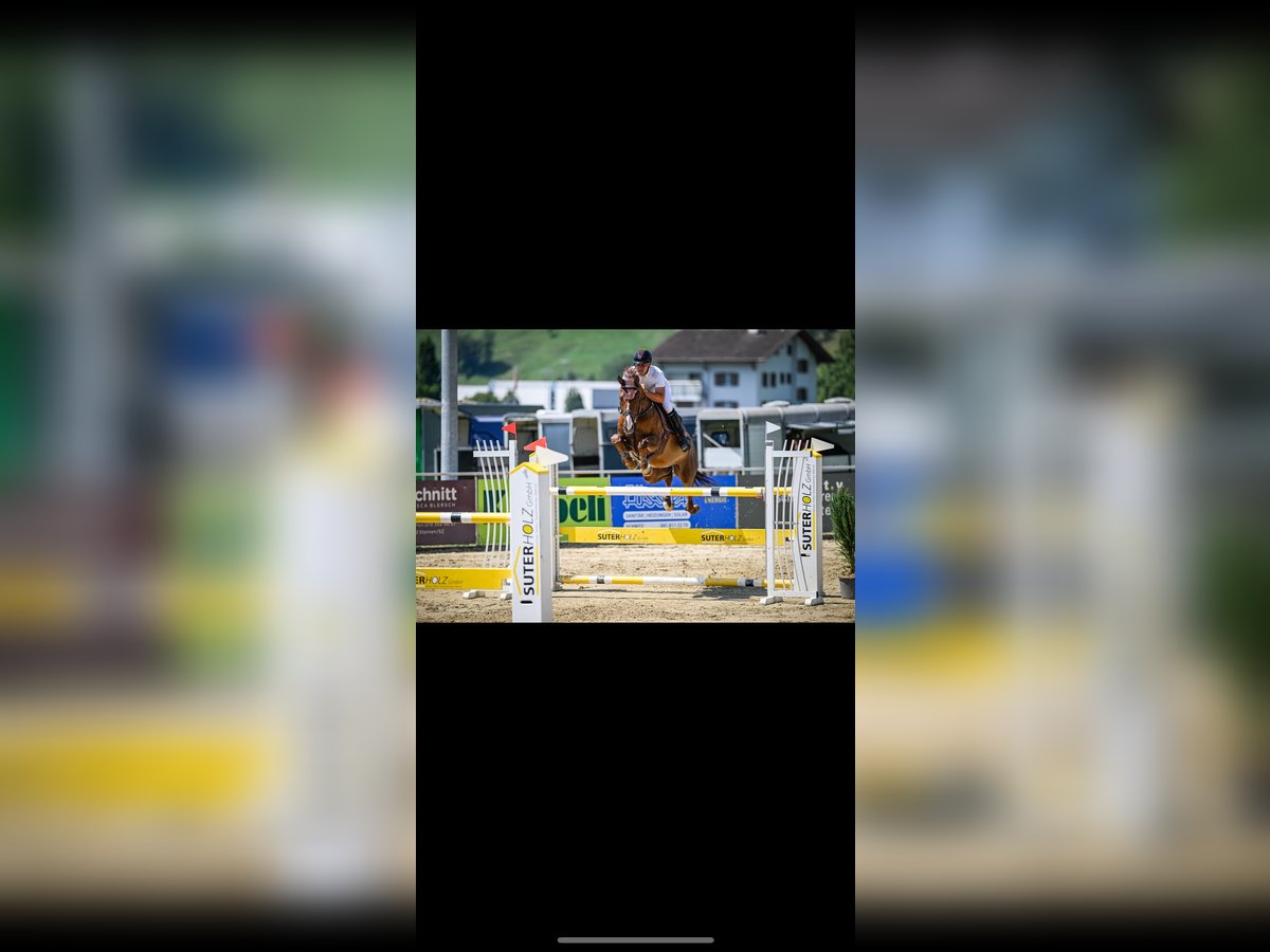 Swiss Warmblood Gelding 11 years 16,2 hh Chestnut in Forch