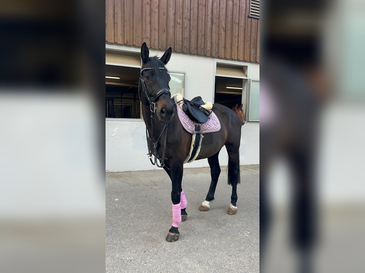 Swiss Warmblood Gelding 12 years 16,1 hh Bay-Dark in Herdern