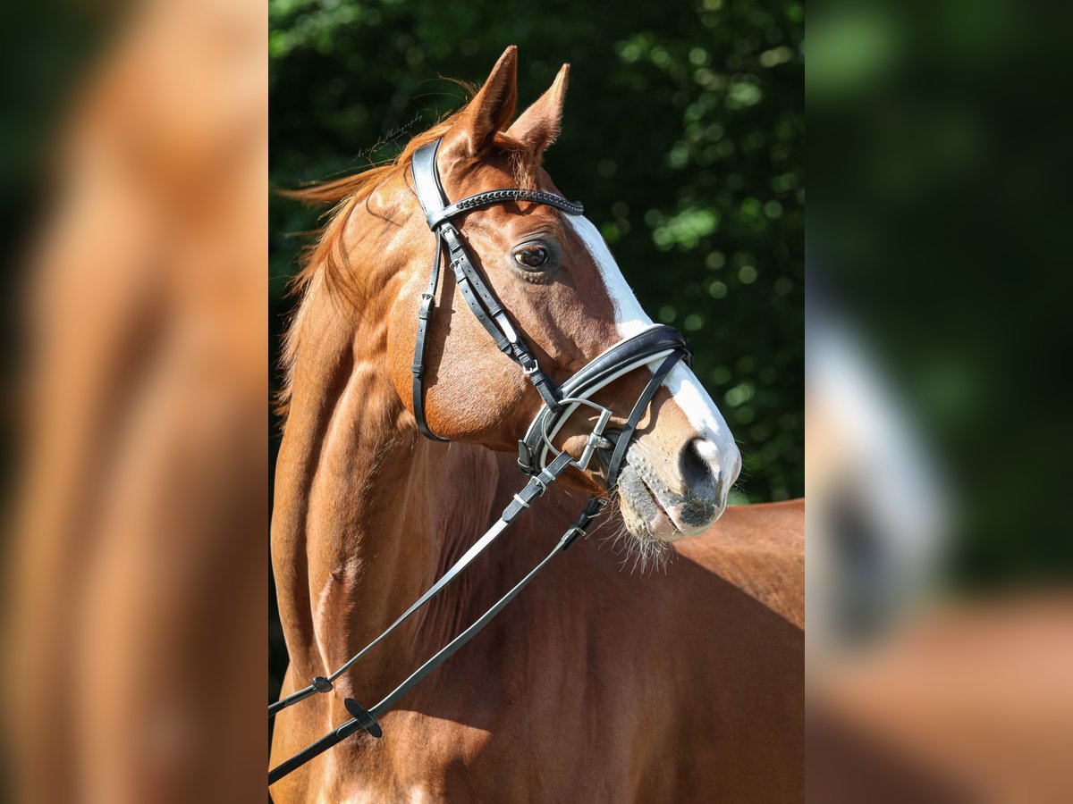 Swiss Warmblood Gelding 18 years 16 hh Chestnut-Red in Lamstedt