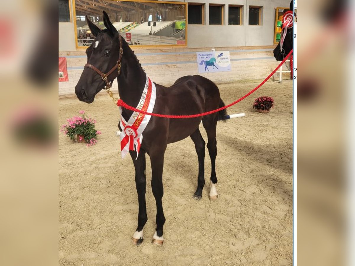 Swiss Warmblood Gelding 2 years 16,1 hh Bay-Dark in Ossingen