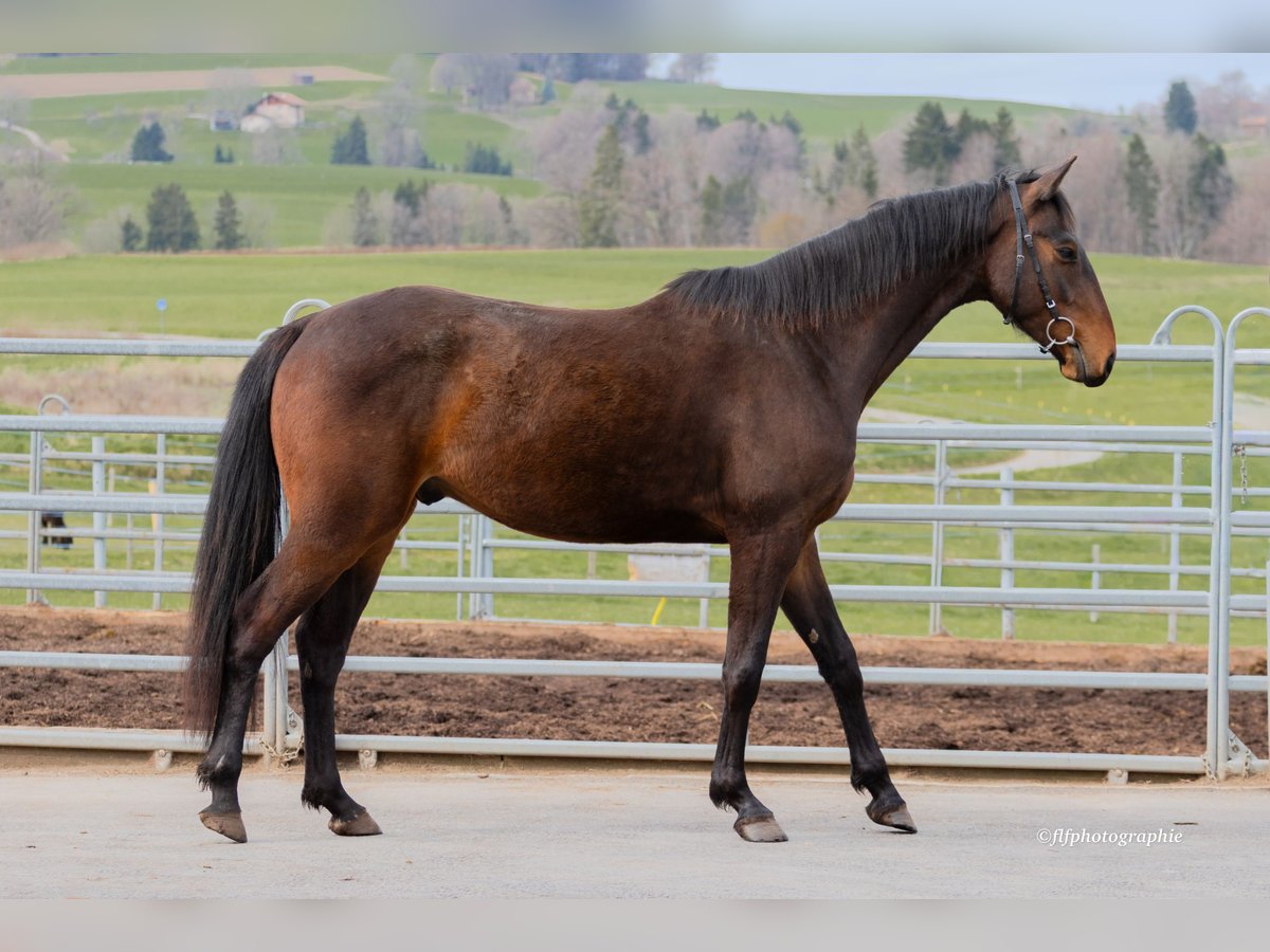 Swiss Warmblood Gelding 3 years 15,2 hh Brown in St. Ursen