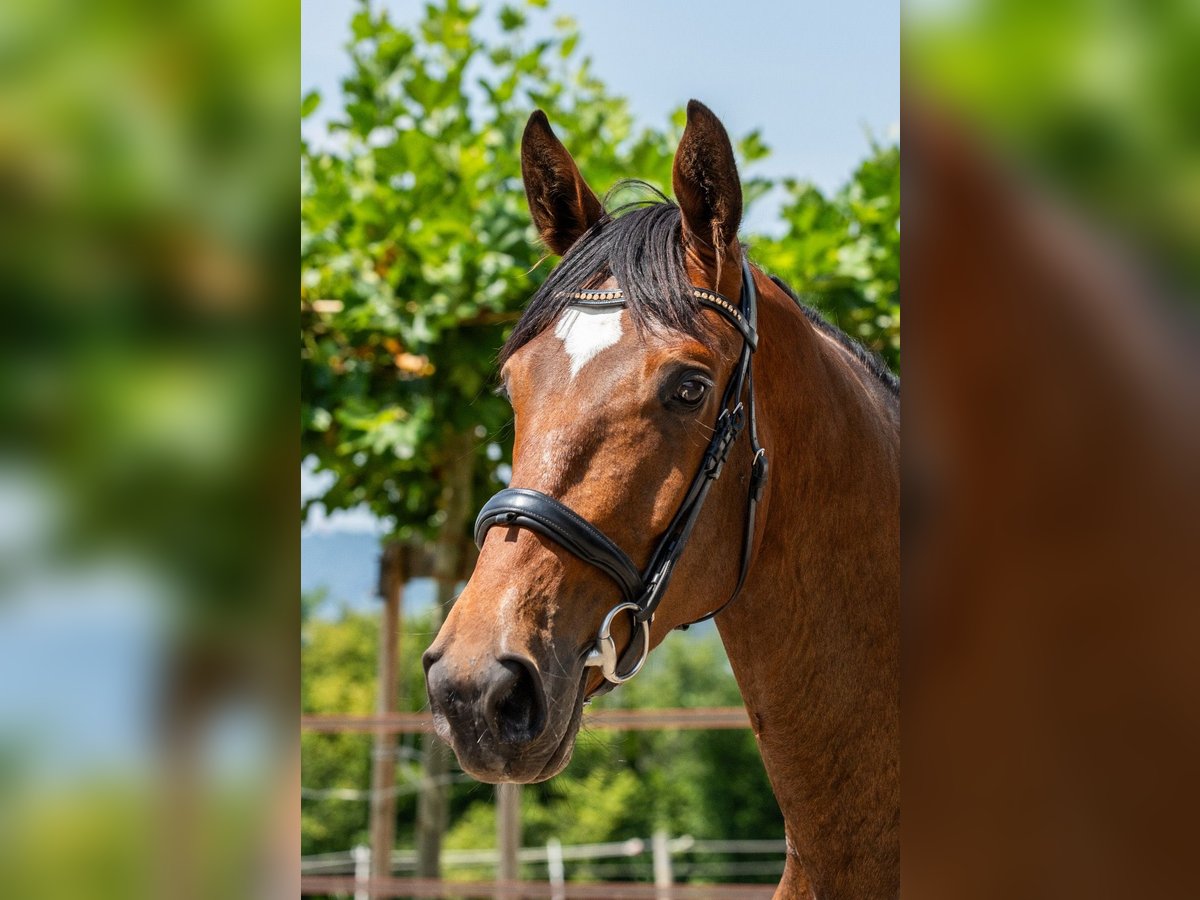 Swiss Warmblood Gelding 3 years 16,2 hh Brown in Bronschhofen
