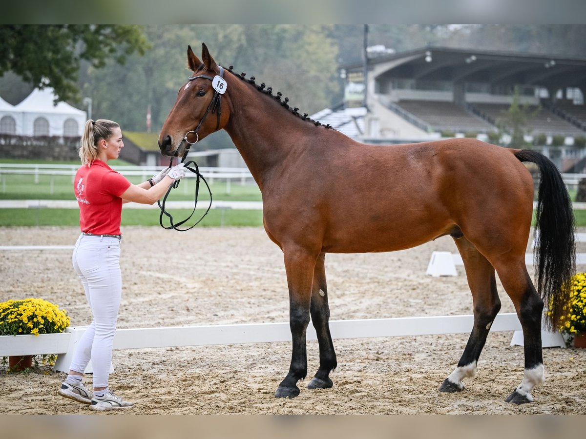 Swiss Warmblood Gelding 4 years 16,3 hh Brown in Rohrbachgraben