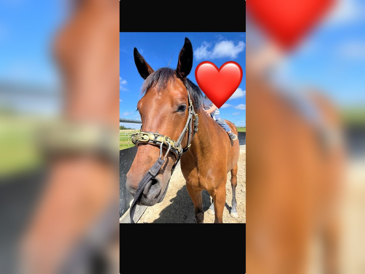 Swiss Warmblood Gelding 5 years 15,2 hh Brown in Sulgen