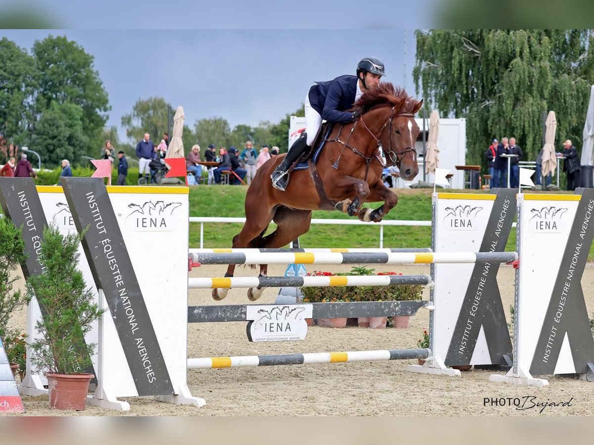 Swiss Warmblood Gelding 5 years 16,2 hh in Dielsdorf