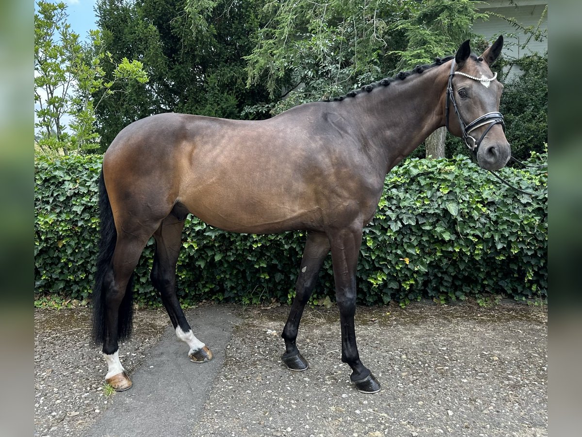 Swiss Warmblood Gelding 6 years 16,3 hh Bay-Dark in Niederkassel