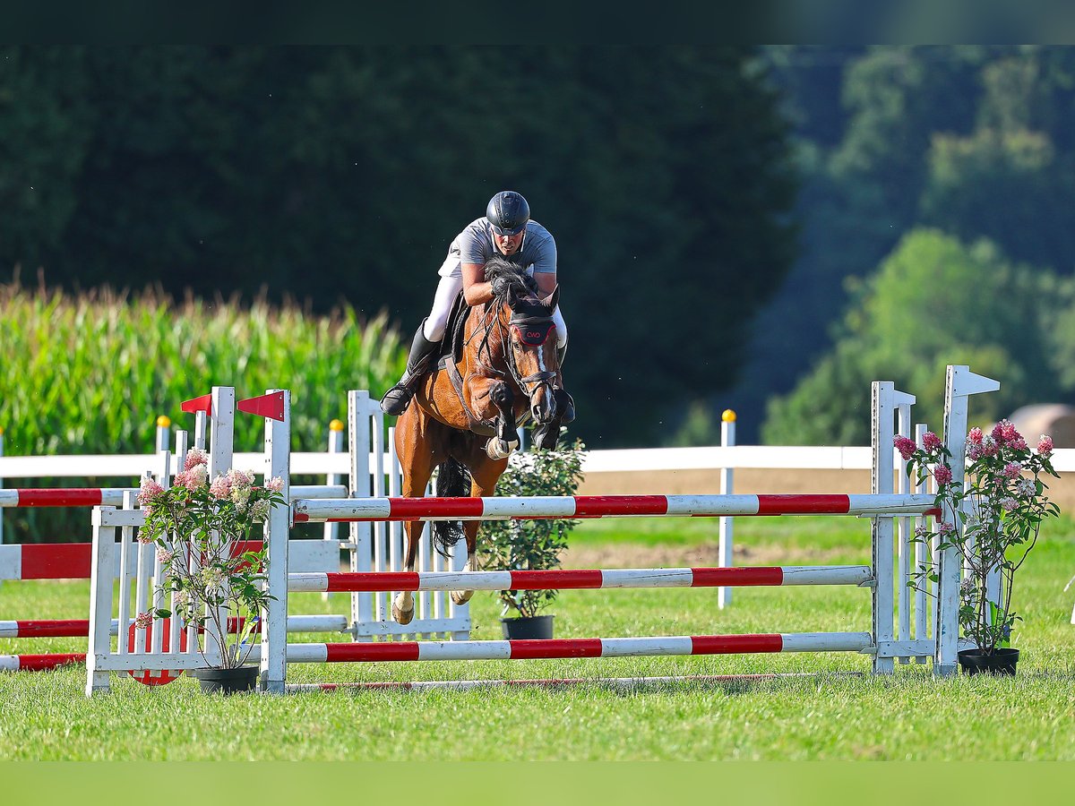 Swiss Warmblood Gelding 6 years 16,1 hh in Laufen