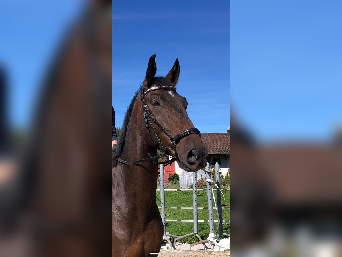 Swiss Warmblood Gelding 6 years 17,2 hh Bay-Dark in Weisslingen