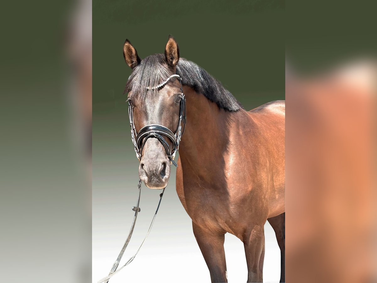 Swiss Warmblood Gelding 7 years 16,2 hh in Herford