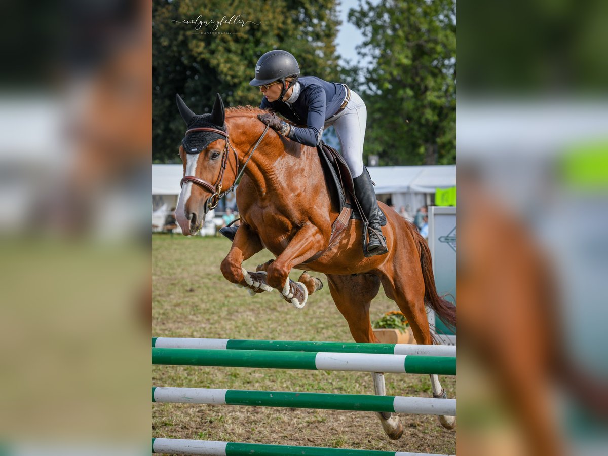 Swiss Warmblood Gelding 7 years 16,3 hh Chestnut-Red in Worben