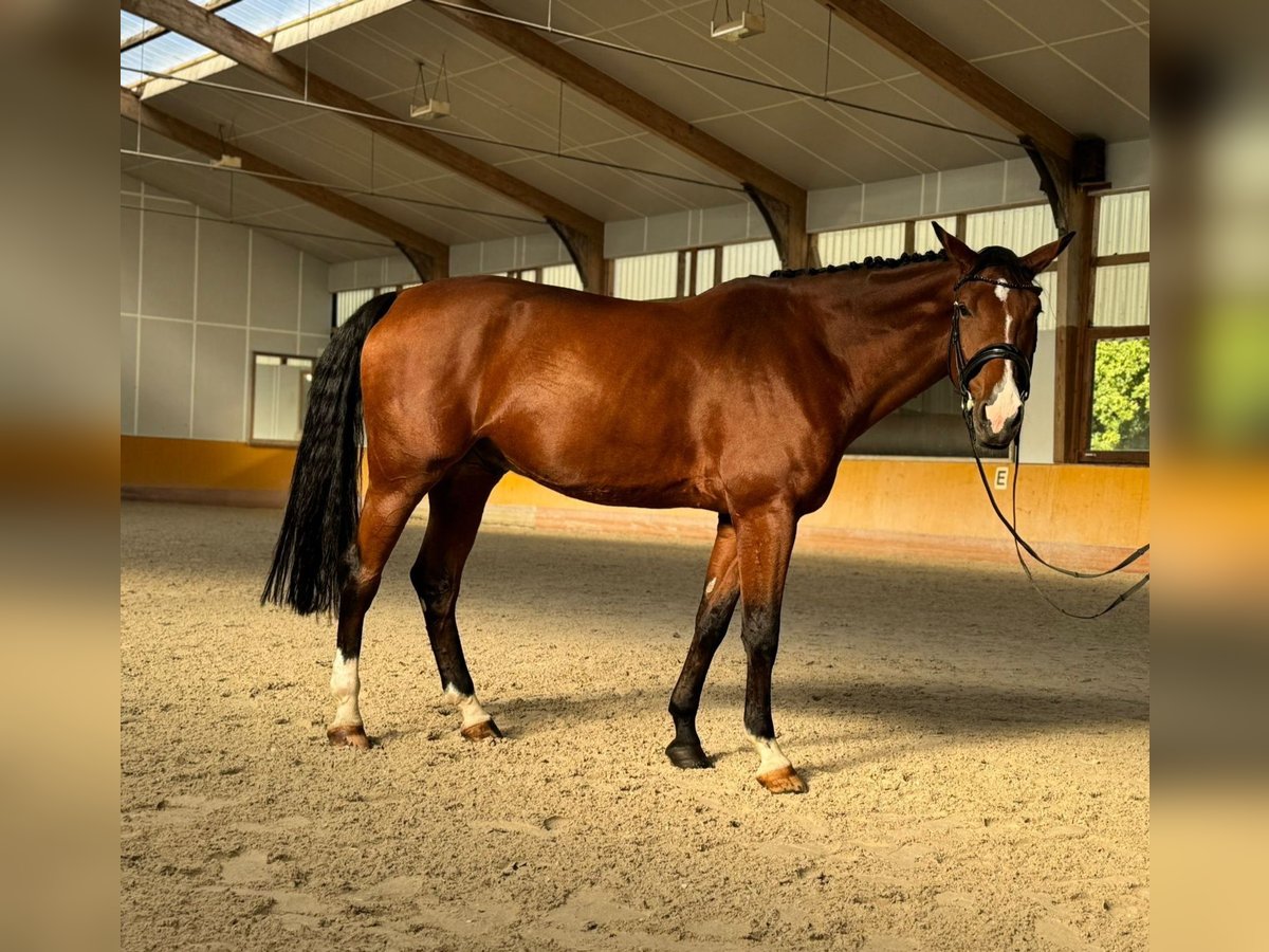 Swiss Warmblood Gelding 8 years 17,2 hh Brown in Niederhasli