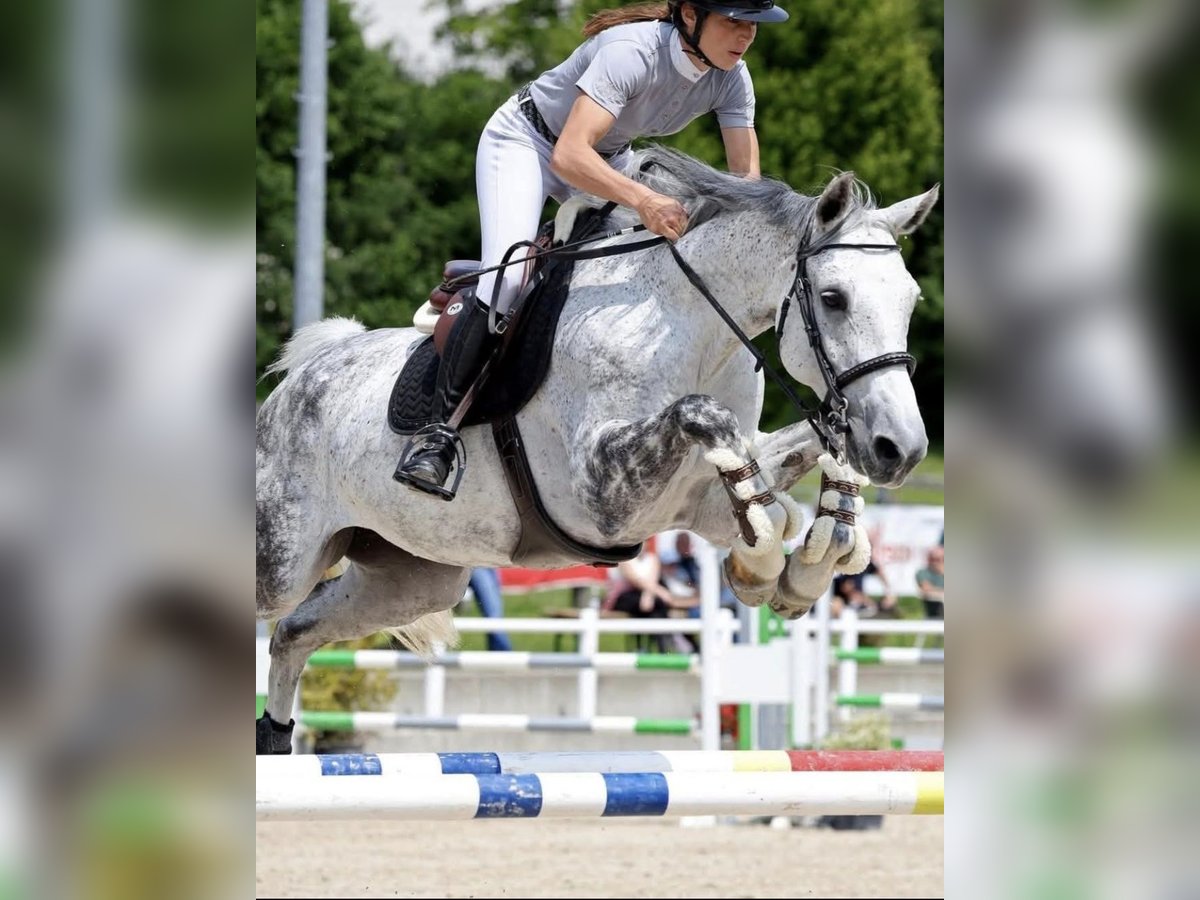 Swiss Warmblood Mare 10 years 15,3 hh Grey in Glovelier