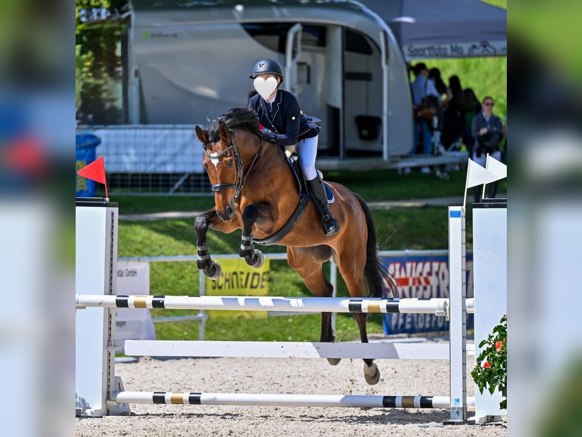 Swiss Warmblood Mare 11 years 16,3 hh Brown in Gossau ZH