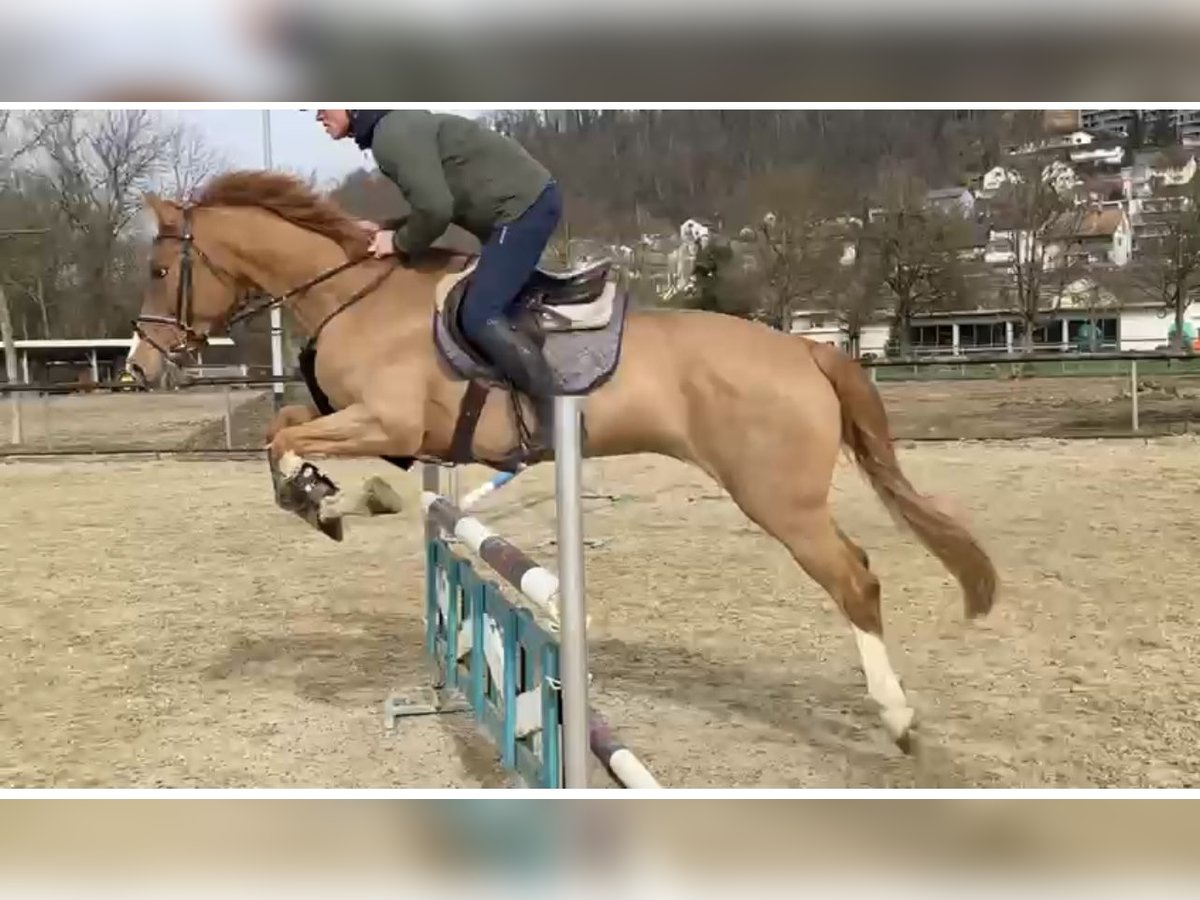 Swiss Warmblood Mare 15 years 16,1 hh Chestnut-Red in Kaisten