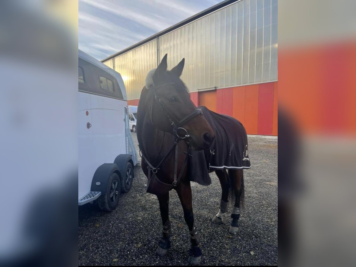 Swiss Warmblood Mare 15 years Brown in Schafisheim