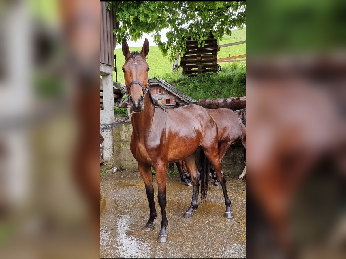 Swiss Warmblood Mare 3 years Brown in Hasle LU