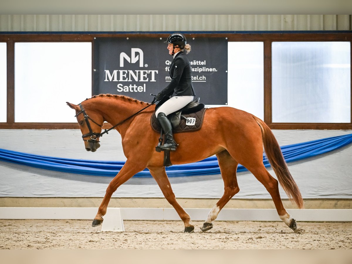 Swiss Warmblood Mare 4 years 17 hh Chestnut-Red in Freienwil