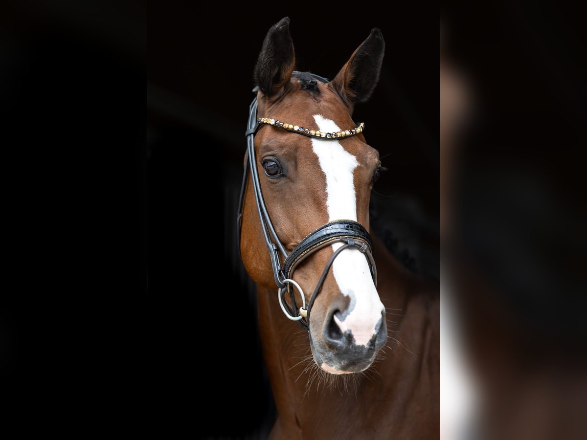 Swiss Warmblood Mare 7 years 16,1 hh Brown in Rosenheim
