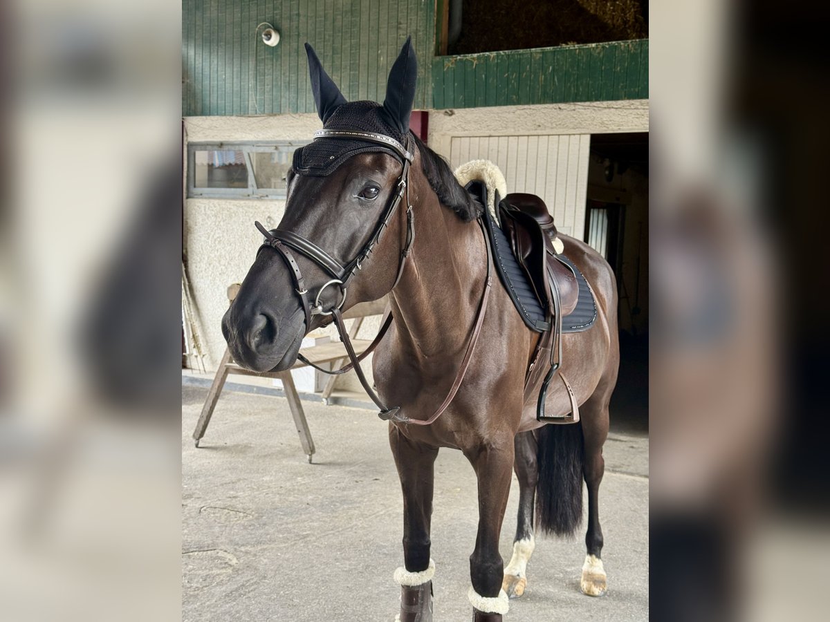Swiss Warmblood Mare 7 years Bay-Dark in Winkel