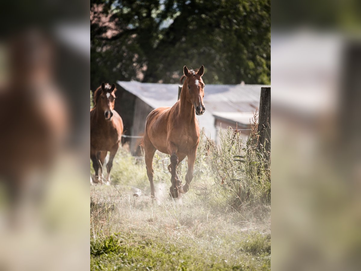Swiss Warmblood Mare 7 years Brown in Oberkirch LU