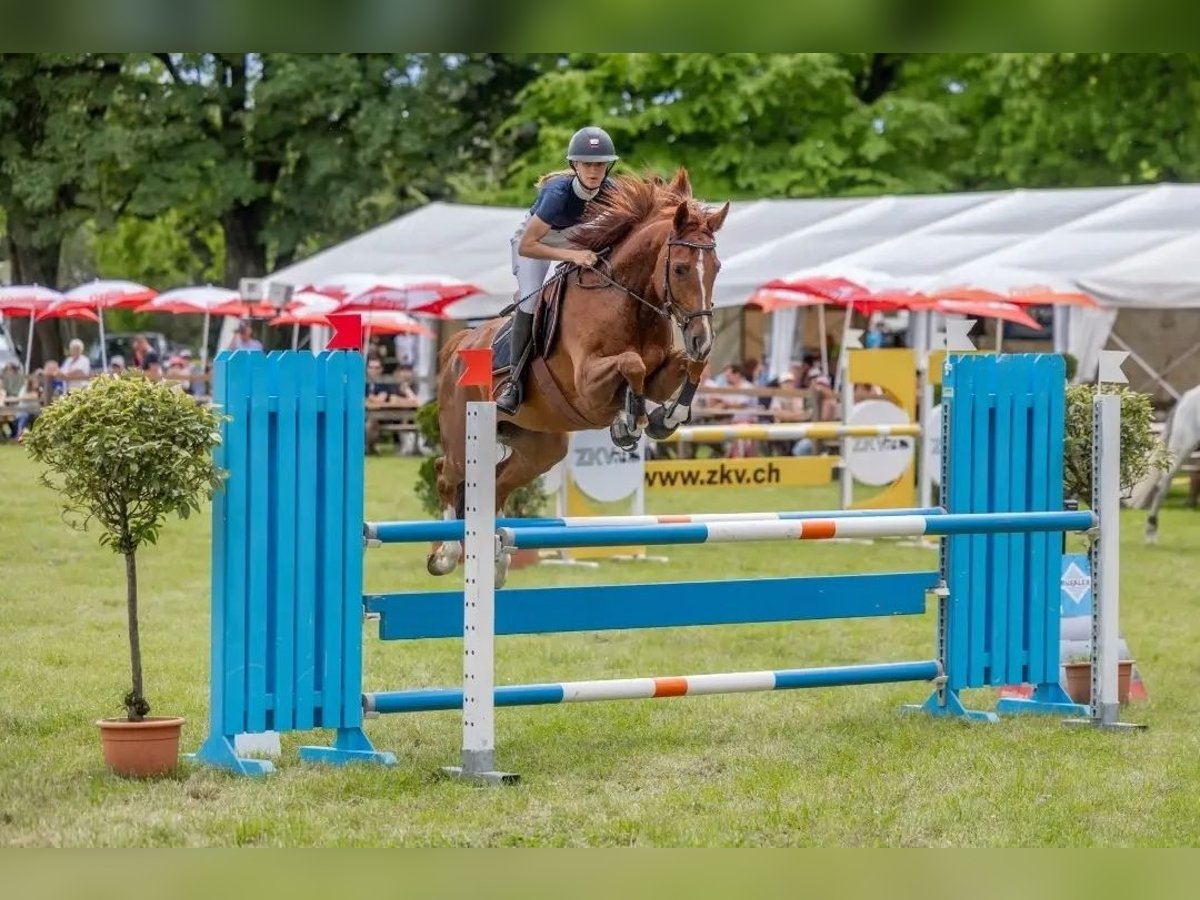 Swiss Warmblood Mare 8 years 15,3 hh Chestnut-Red in Bätterkinden