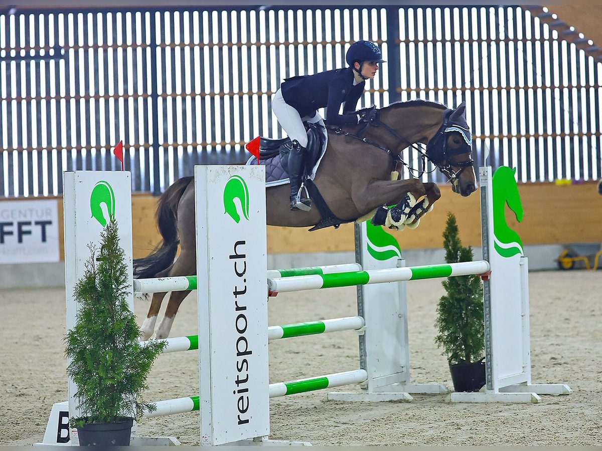 Swiss Warmblood Mare 8 years 15,3 hh Chestnut in Schaffhausen
