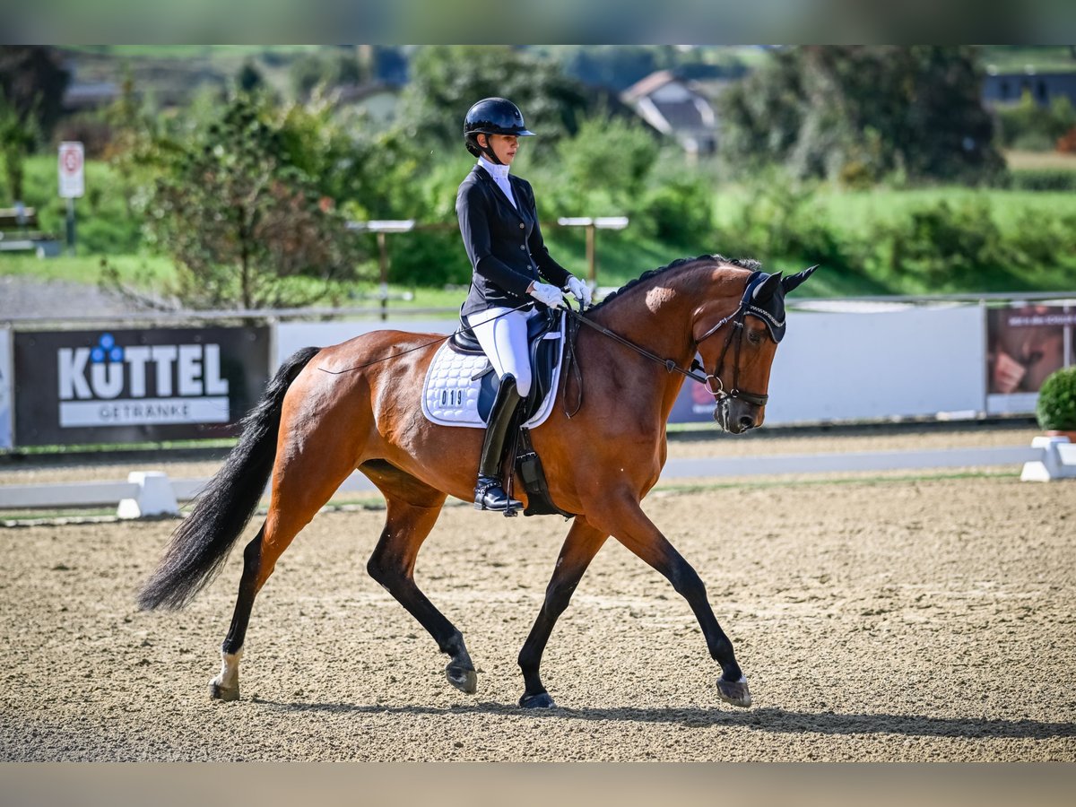Swiss Warmblood Mare 9 years 16,3 hh Brown in Trachslau