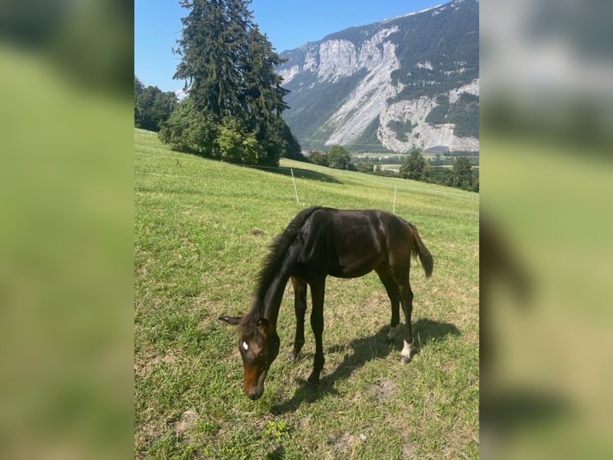 Swiss Warmblood Stallion Foal (04/2024) 16,2 hh Bay-Dark in Chur