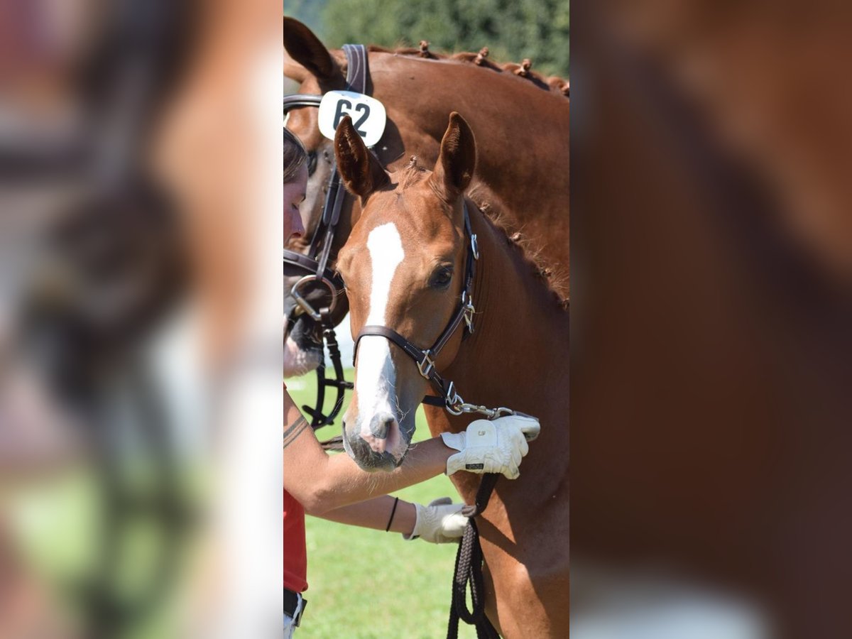 Swiss Warmblood Stallion  16,2 hh Chestnut-Red in Muriaux