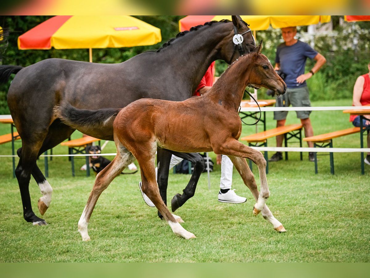 Swiss Warmblood Stallion Foal (05/2024) 17 hh Brown in Wetzikon ZH