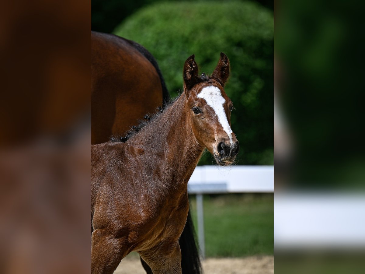 Swiss Warmblood Stallion Foal (04/2025) Brown in Windlach