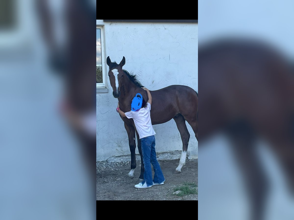 Swiss Warmblood Stallion Foal (04/2025) Brown in Windlach