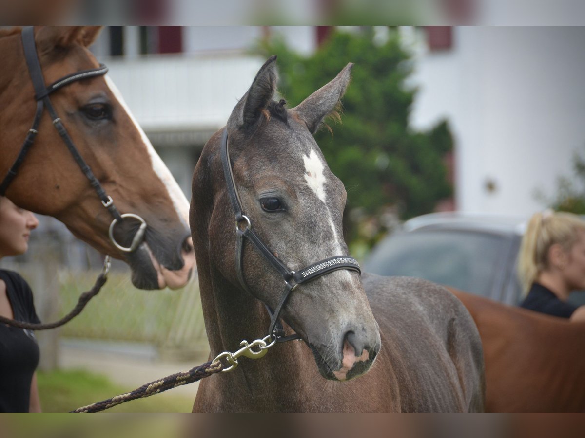 Swiss Warmblood Stallion Foal (04/2024) Gray in Auswil