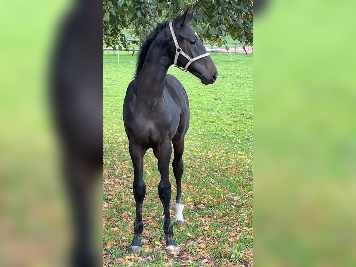 Swiss Warmblood Stallion Foal (05/2025) Smoky-Black in Hindelbank