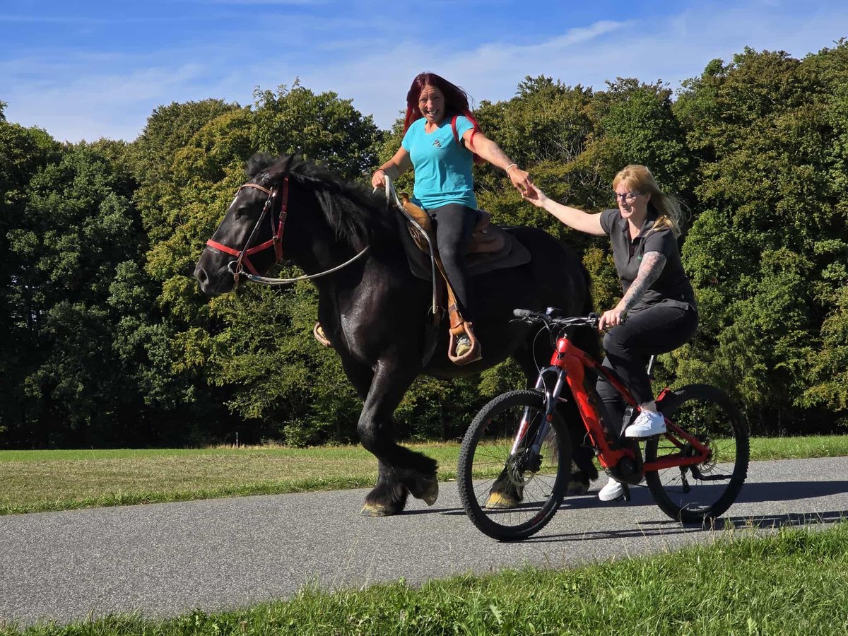 Szlezwicki koń zimnokrwisty Klacz 3 lat 156 cm Kara in Linkenbach